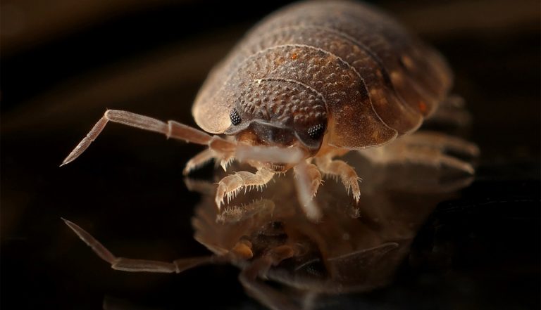 bed-bugs-01