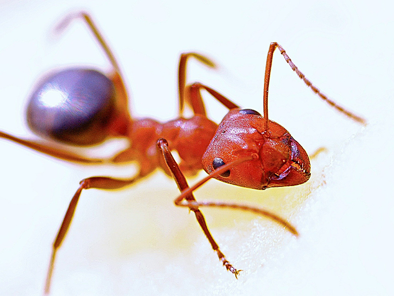 cmp-ants