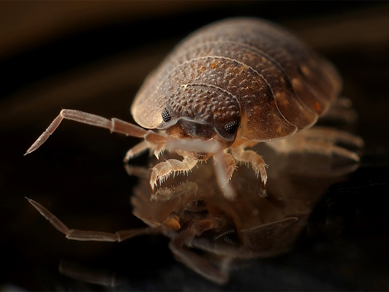 cmp-bedbugs