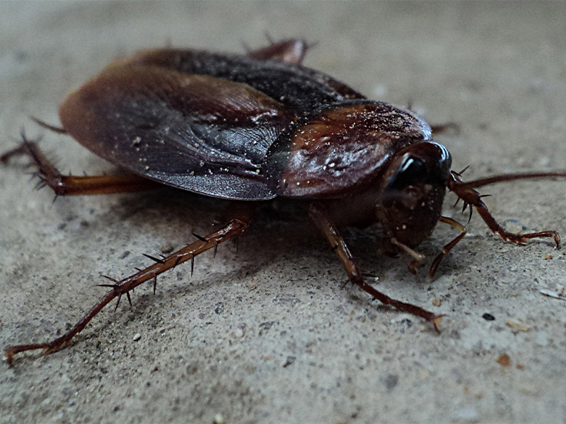cmp-cockroaches
