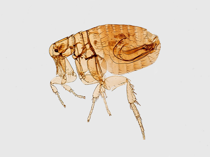 cmp-fleas