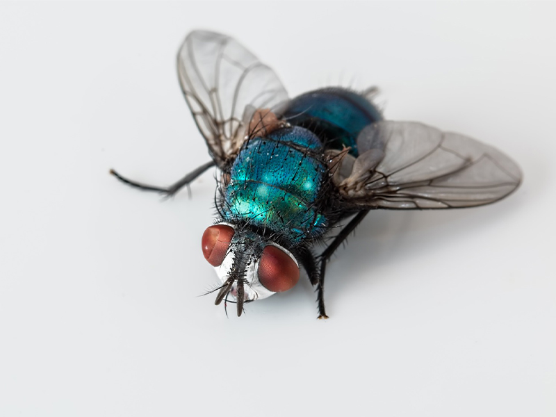 cmp-flies