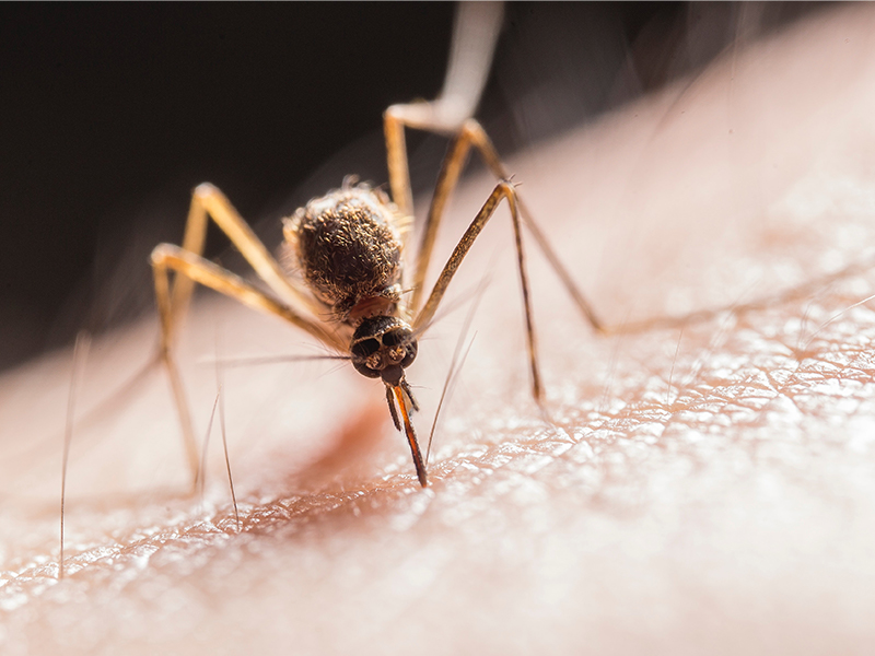 cmp-mosquitos