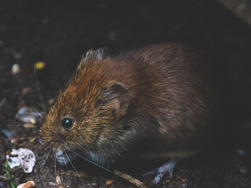 cmp-rodents