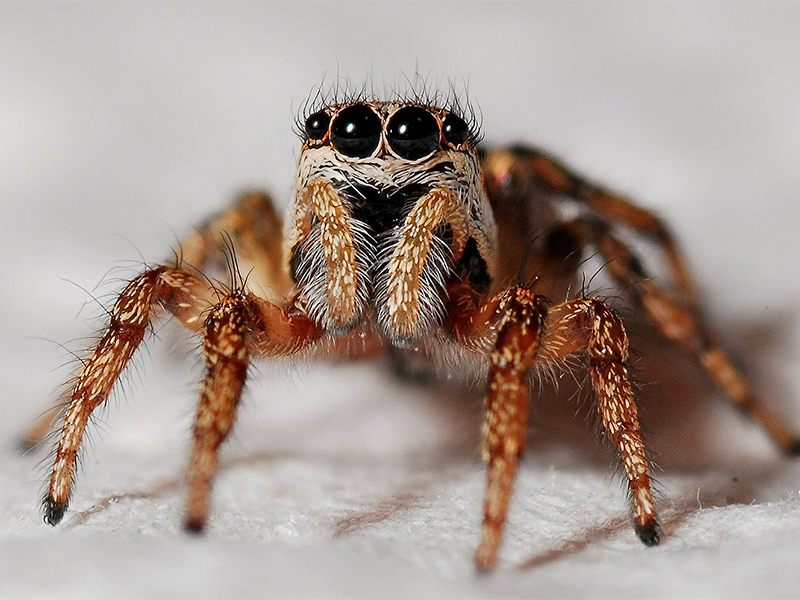 cmp-spiders
