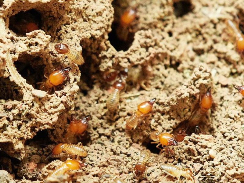 cmp-termites