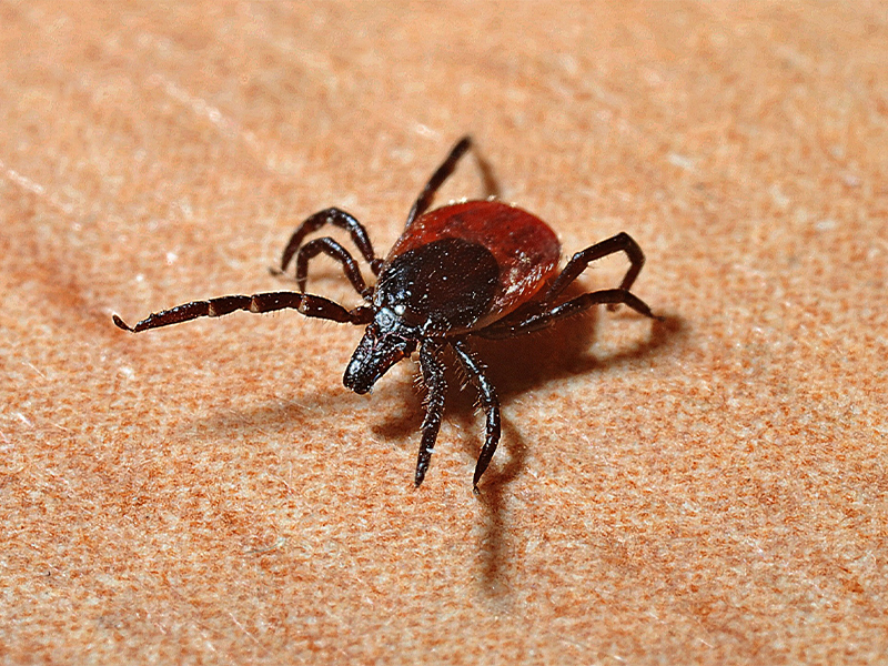 cmp-ticks