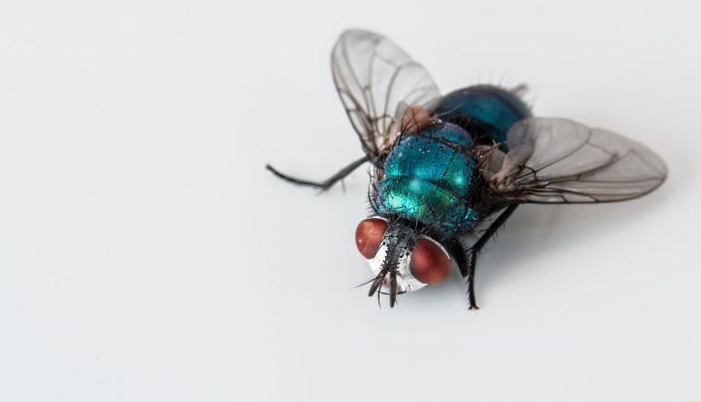 fly-control-02